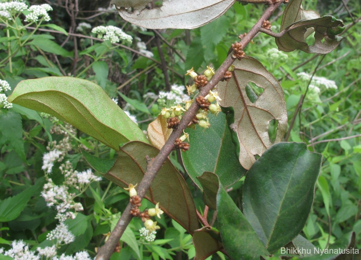 Elaeagnus latifolia L.